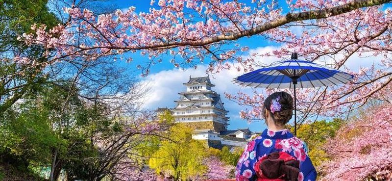 Planning Your Japan Journey Around the Sakura Forecast